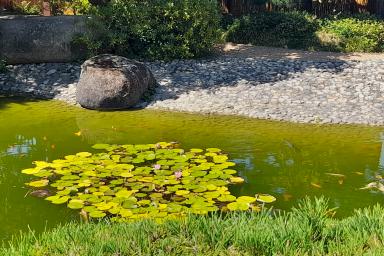 Jardin japonais